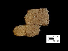 Accokeek cord-marked sherds from Bathhouse site 18AN37.